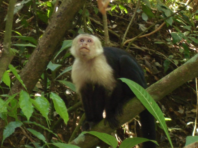 CAPUCIN