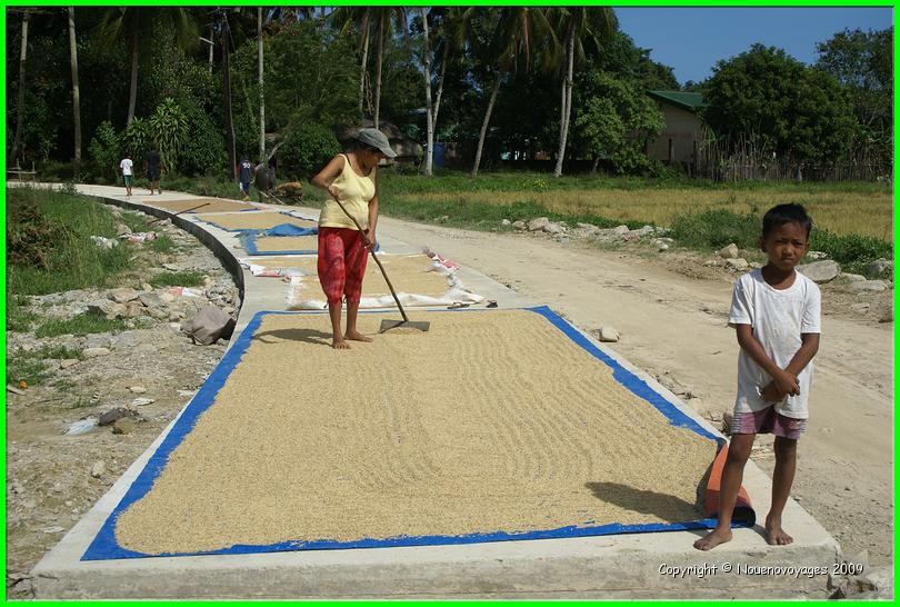 SECHAGE DU RIZ