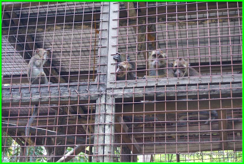 les singes de mokey garden(4)