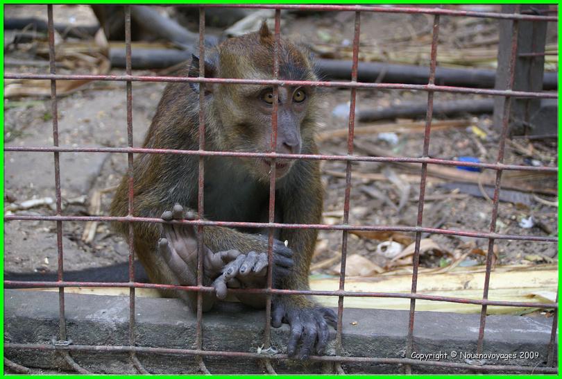 les singes du Monkey garden(5)