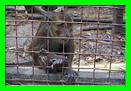les singes du Monkey garden(5)