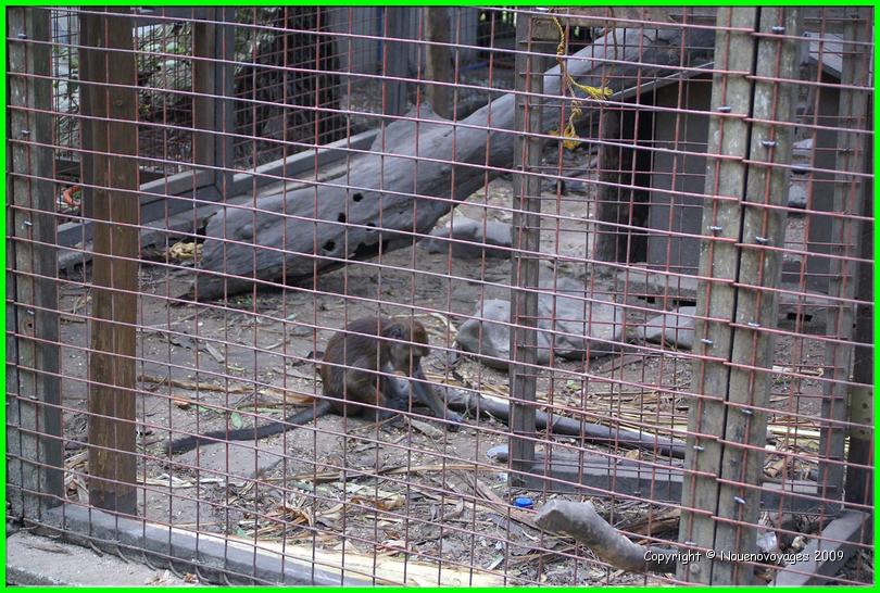 les singes du Monkey garden