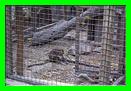 les singes du Monkey garden