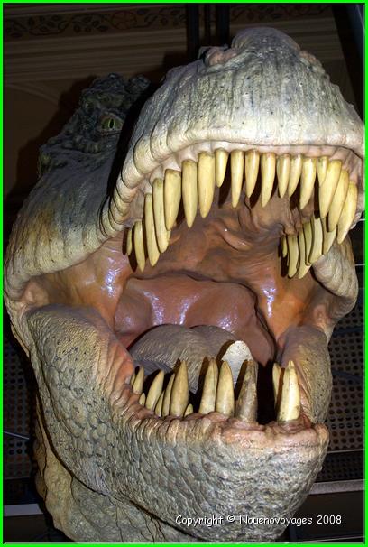 Musée Histoire Naturel