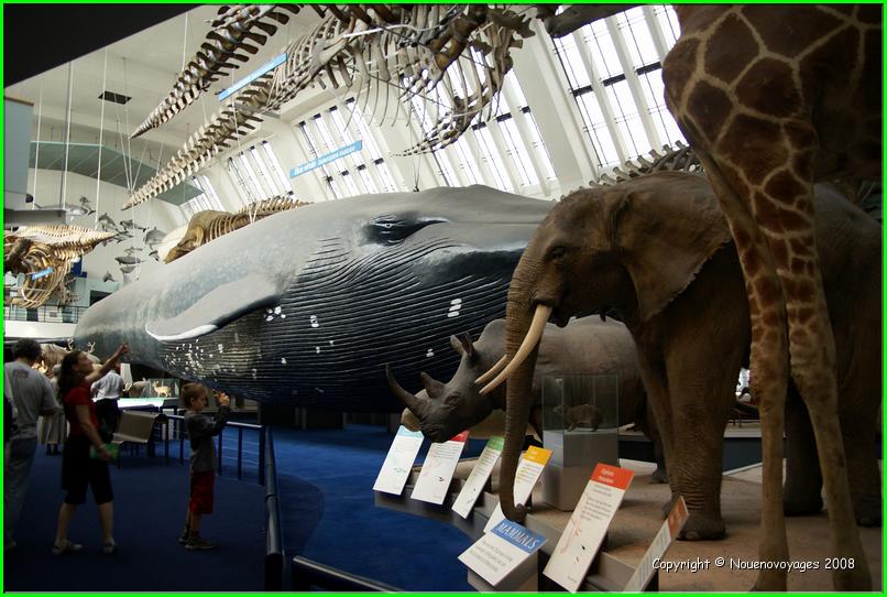 Musée Histoire Naturel
