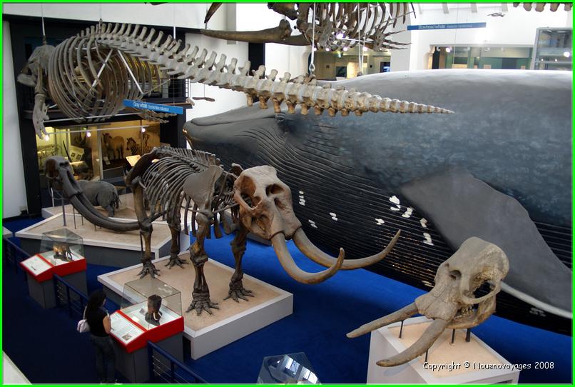 Musée Histoire Naturel