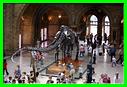 Musée Histoire Naturel