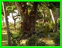 LE JARDIN