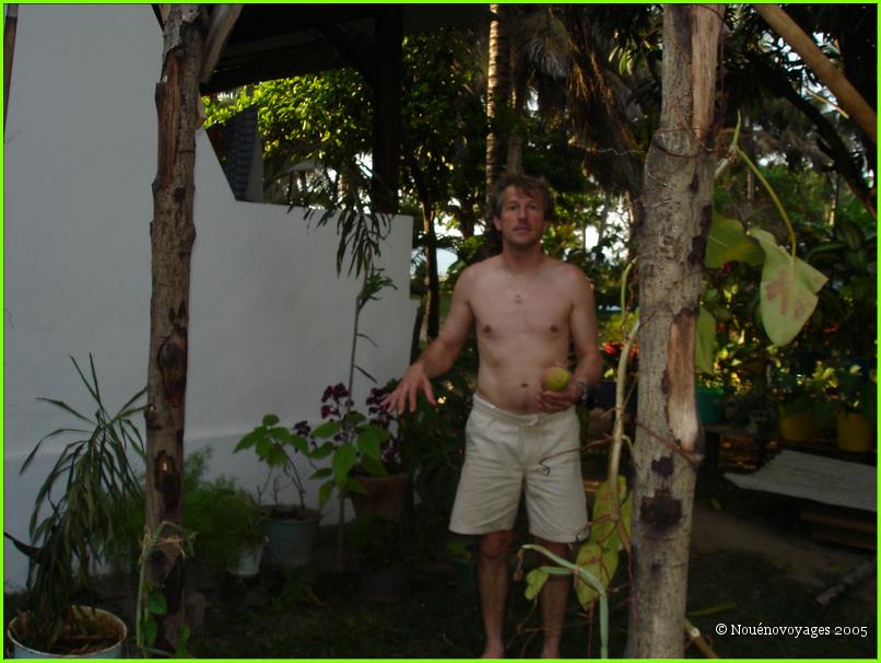 RAMASSAGE DES MANGUE DU JARDIN