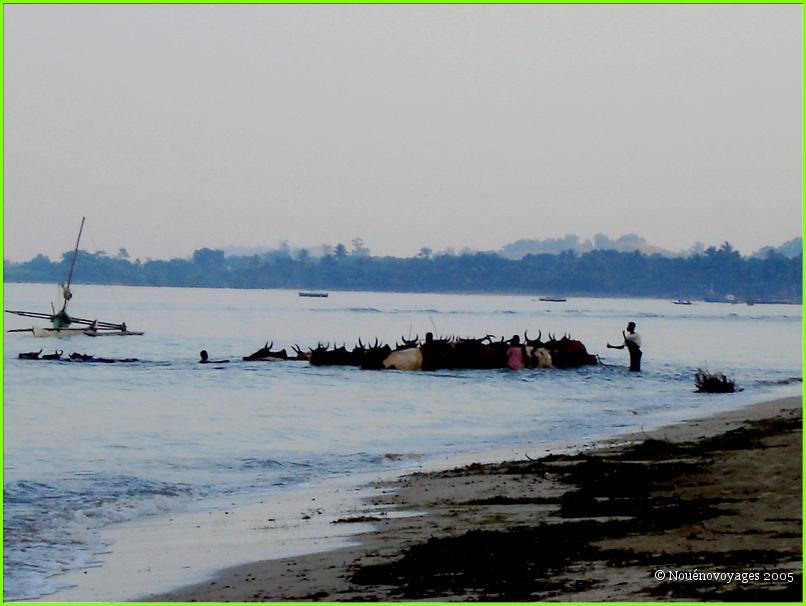 LA PLAGE DE DZAMANZAR