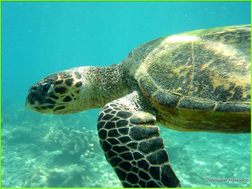 TORTUE