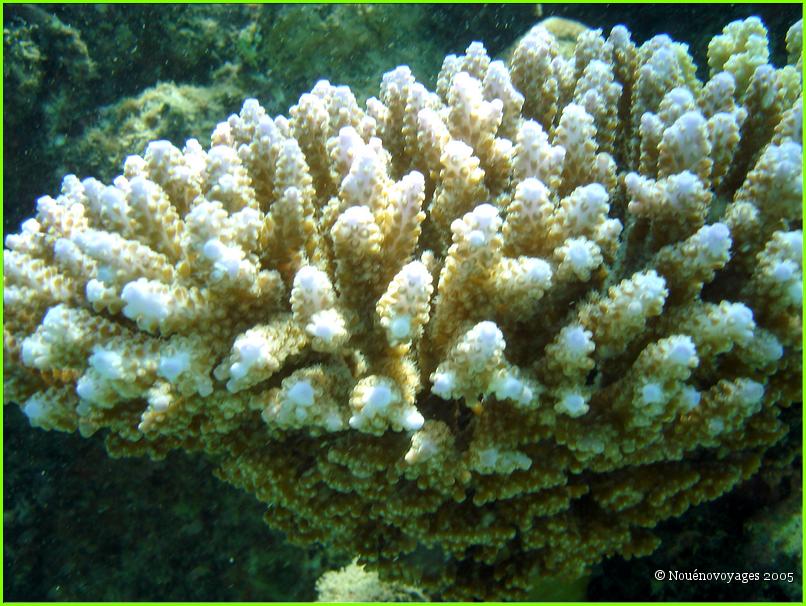 DU CORAIL