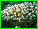 DU CORAIL