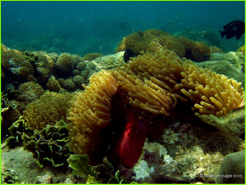 ANEMONE