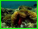 ANEMONE