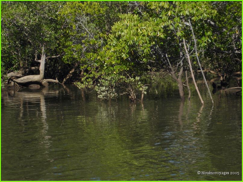 MANGROVE A GRANDE TERRE