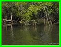 MANGROVE A GRANDE TERRE