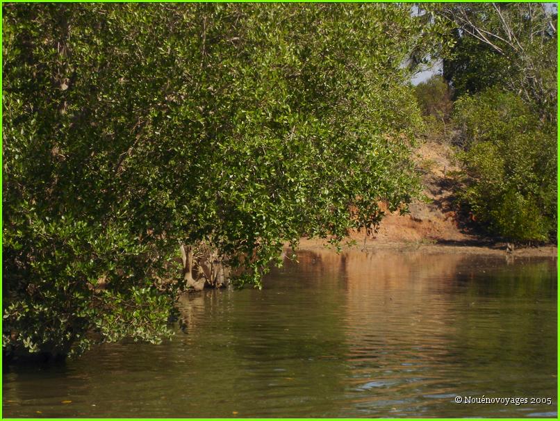 MANGROVE A GRANDE TERRE