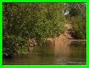 MANGROVE A GRANDE TERRE