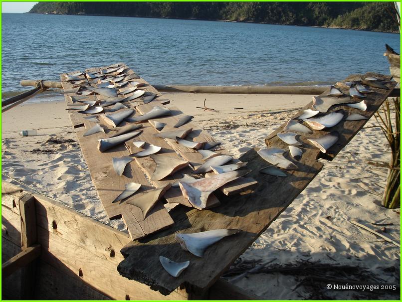 AILERONS DE REQUINS