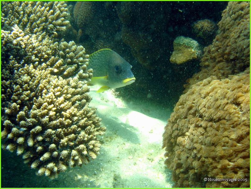 PHOTOS SOUS MARINE