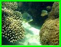 PHOTOS SOUS MARINE