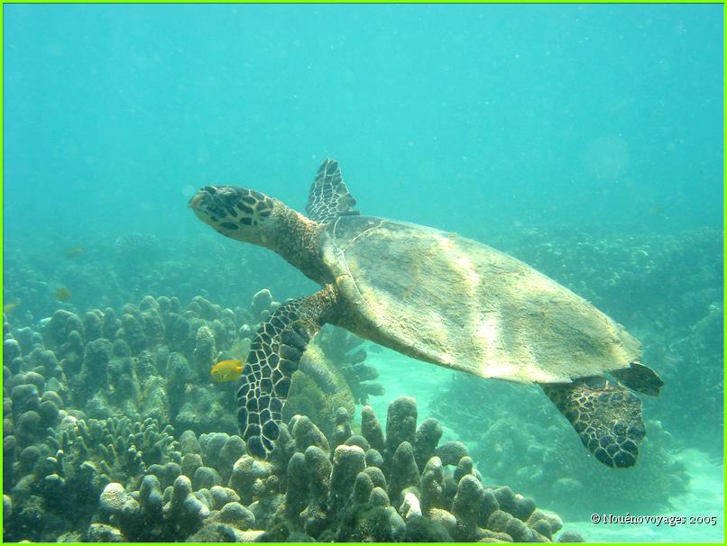 TORTUE