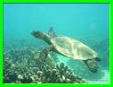 TORTUE