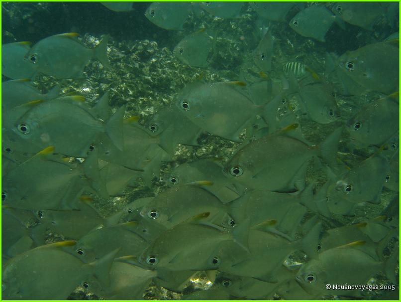 BANC DE POISSONS