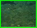 BANC DE POISSONS