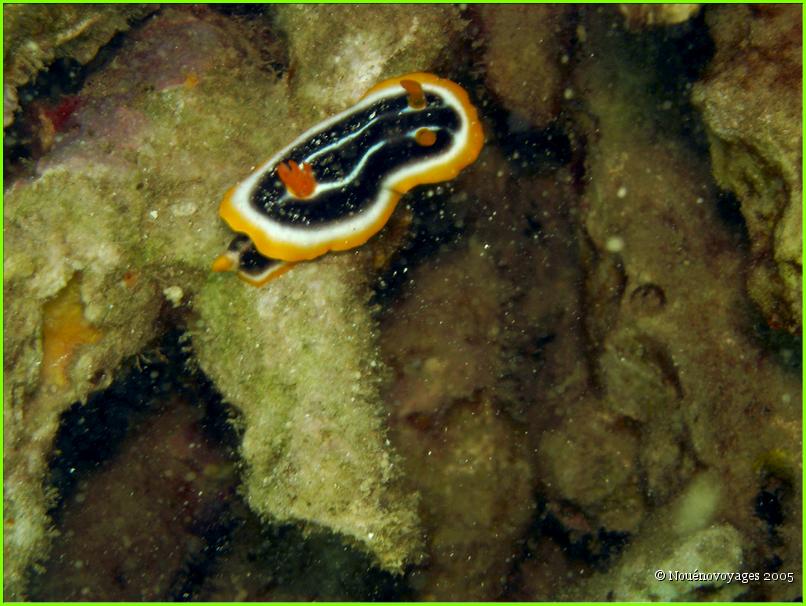 PHOTOS SOUS MARINE