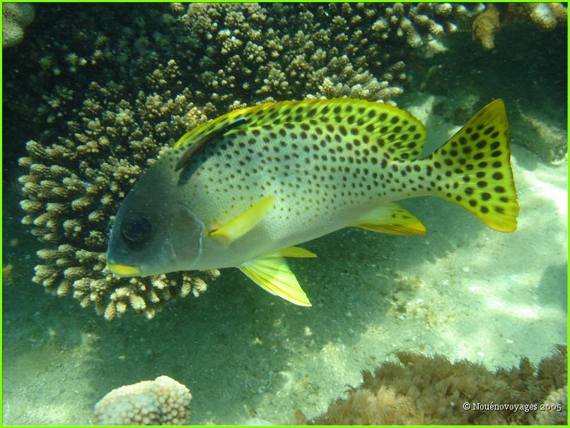 PHOTOS SOUS MARINE
