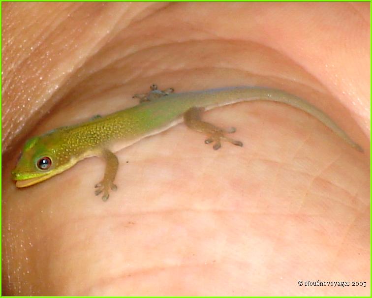 GECKO