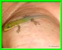 GECKO