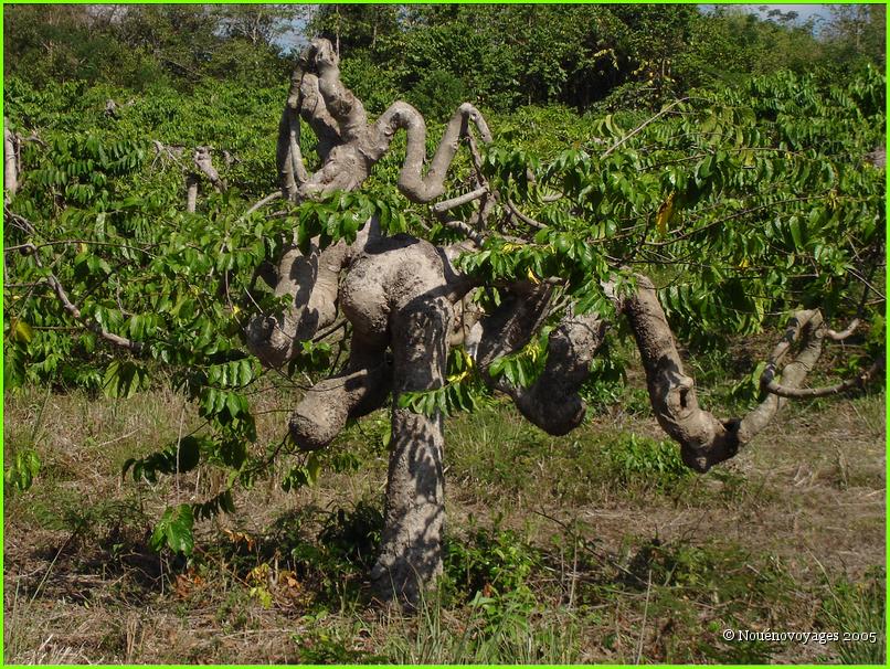 YLANG-YLANG 