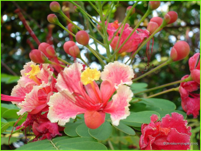 FLEURS