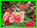 FLEURS