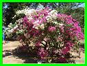 BOUGAINVILLIER DOUBLE 