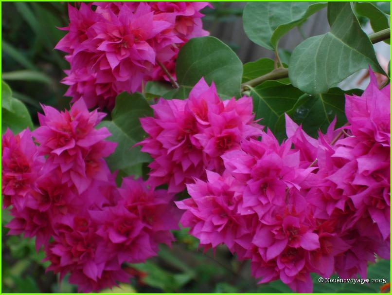 BOUGAINVILLIER