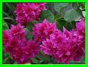 BOUGAINVILLIER