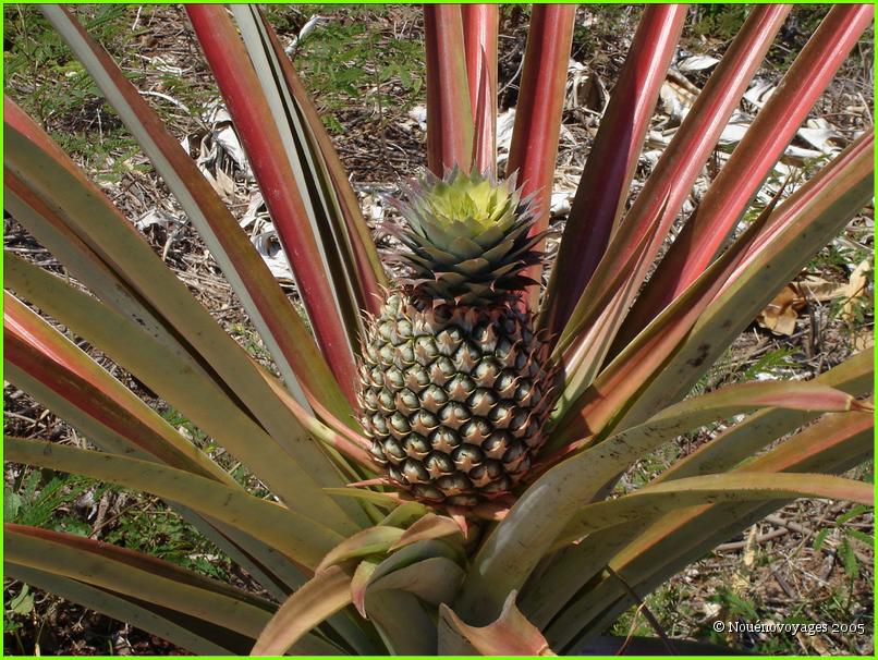 ANANAS