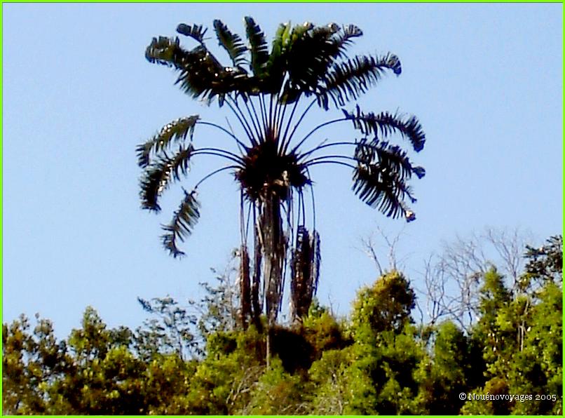 ARBRE DU VOYAGEUR