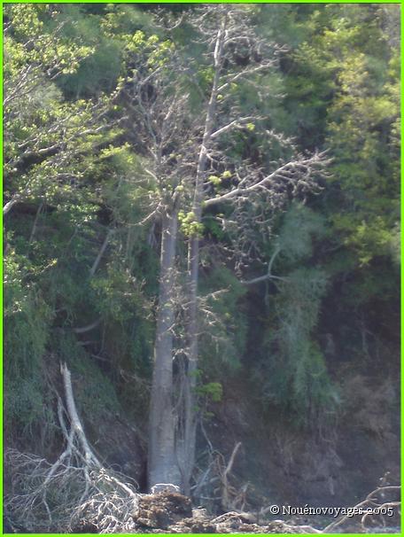 BAOBAB
