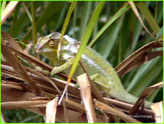 CAMELEON