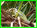 CAMELEON