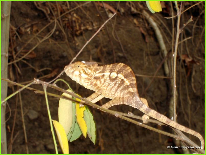 CAMELEON