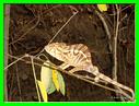 CAMELEON