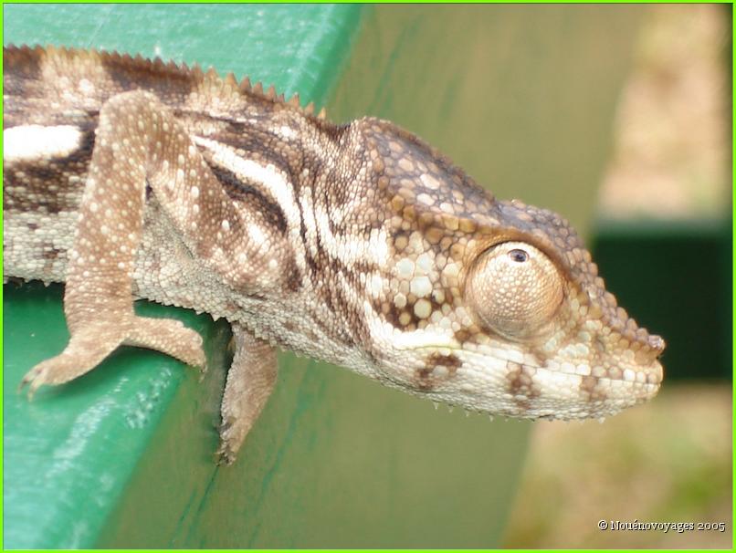CAMELEON