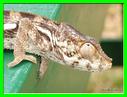 CAMELEON