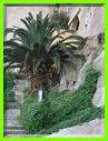CALVI ..